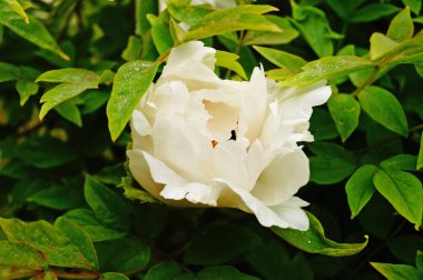 Ağaç şakayığı çiçeği ve beyaz yapraklı tomurcuk ve sarı bir merkez.