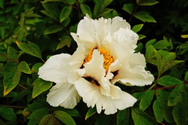 Ağaç şakayığı çiçeği ve beyaz yapraklı tomurcuk ve sarı bir merkez.