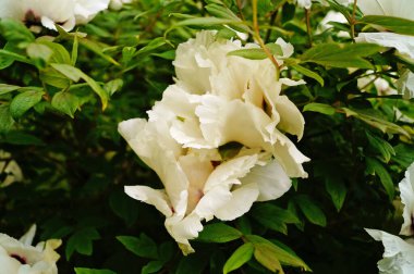 Ağaç şakayığı çiçeği ve beyaz yapraklı tomurcuk ve sarı bir merkez.