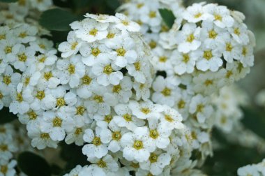 Japon spirea çiçekleri, yeşil yapraklı çalıların üzerinde beyaz narin yapraklar.
