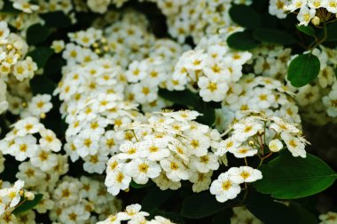 Japon spirea çiçekleri, yeşil yapraklı çalıların üzerinde beyaz narin yapraklar.
