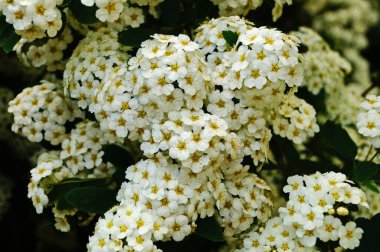 Japon spirea çiçekleri, yeşil yapraklı çalıların üzerinde beyaz narin yapraklar.