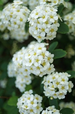 Japon spirea çiçekleri, yeşil yapraklı çalıların üzerinde beyaz narin yapraklar.