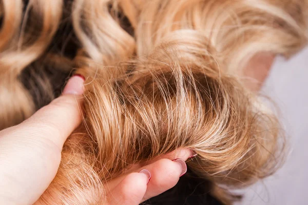 Strand kudrnaté blond vlasy na ruce — Stock fotografie