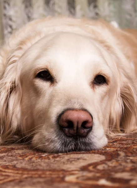 Lablador Retriever хорошая комната. Владелец, уверенность, надежность — стоковое фото