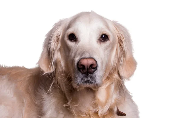 Golden retriever dog sitting on isolated white background — Stock Photo, Image