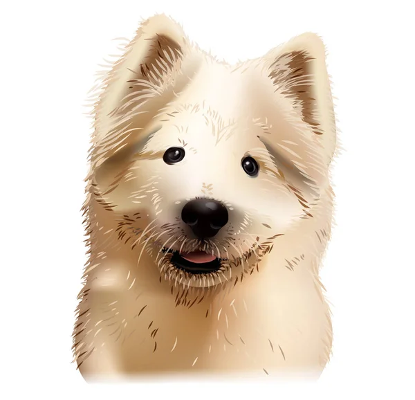 Vektör Samoyed Laika; Samoyed Spitz hayvan suratlı şirin. Yavru bir köpeğin portresi. Beyaz arkaplanda izole edilmiş gerçekçi kürk portresi.