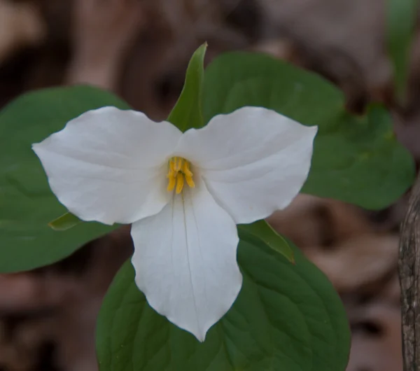 Vit trillium blommar på våren — Stockfoto