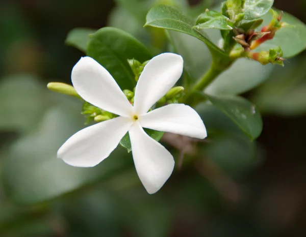 Natal macrocarpa. Natal-pruim Carisse — Stockfoto