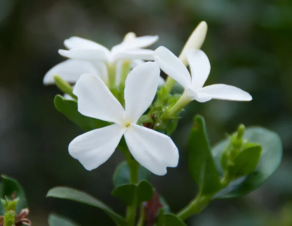 Carissa macrocarpa. Natal eriği Carisse — Stok fotoğraf