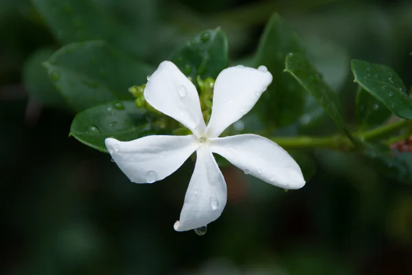 Carissa macrocarpa. Carisse śliwkowe Natal — Zdjęcie stockowe