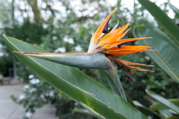 Bird of Paradise. — Stock Photo, Image