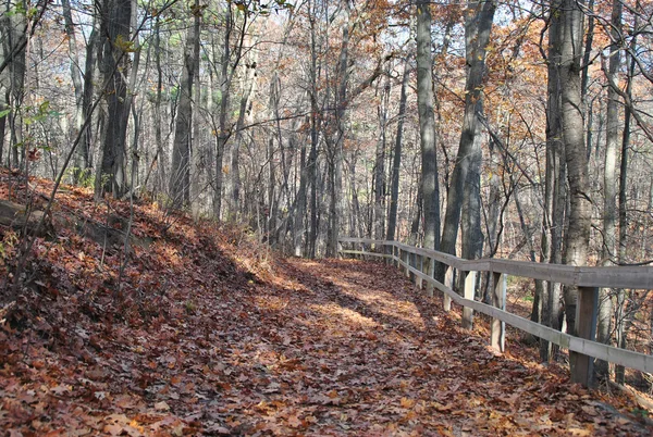 El camino en el bosque otoñal . — Foto de Stock