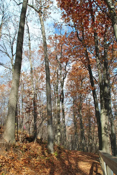 El camino en el bosque otoñal . — Foto de Stock