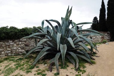 İtalya, Lombardy 'deki Brescia şatosunda Aloe vera tesisi