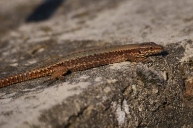 İtalya, Lombardy 'deki Brembo Parkı' nda kertenkele pozu.