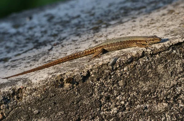 Lézard Posant Sur Rocher Dans Parc Brembo Lombardie Italie — Photo