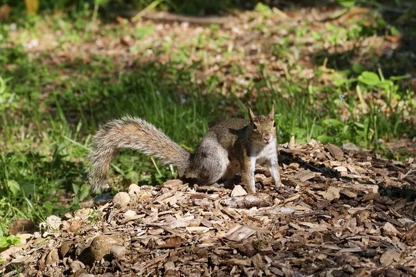 在意大利蒙扎的Villa Real公园摆姿势的松鼠 — 图库照片