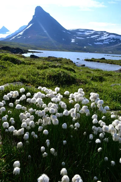 Natuur Van Scandinavische Bergen Rechtenvrije Stockfoto's