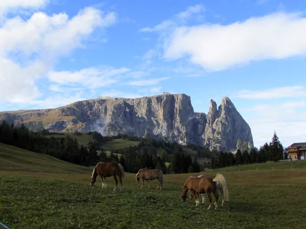Montagne Alpe di Siusi Alpi cavalli e sciliari — Foto Stock