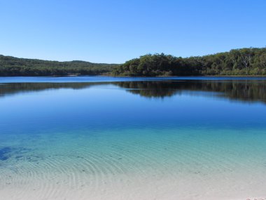 Fraser island blu lake and trees clipart