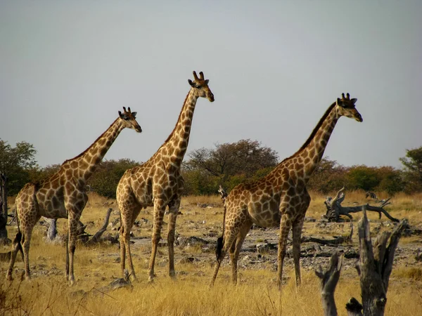 Drei Giraffen zu Fuß — Stockfoto