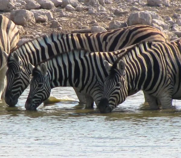 Três zebras a beber — Fotografia de Stock