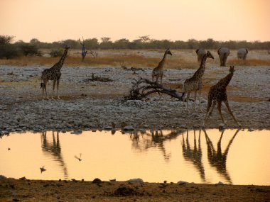 Namibya zürafa günbatımı
