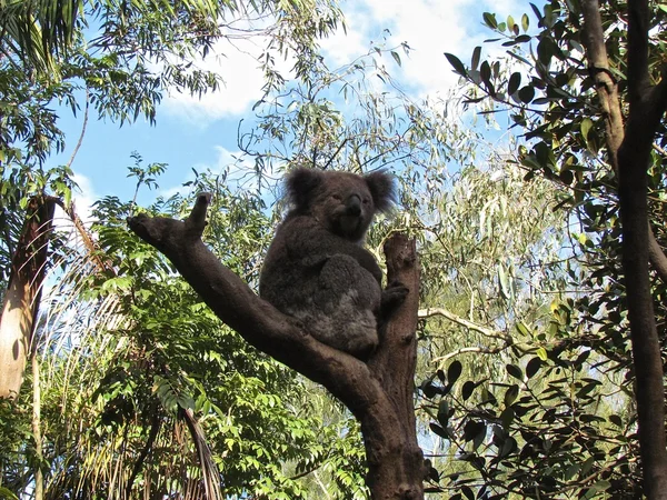 Koala på ett träd eucalyptus — Stockfoto