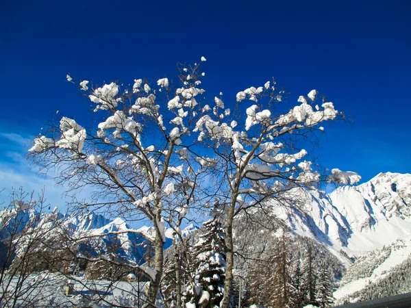 Δέντρα βουνά που καλύπτονται από χιόνι — Φωτογραφία Αρχείου