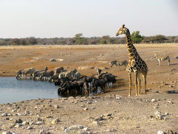 Namíbia animais bebendo — Fotografia de Stock
