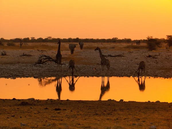 Namibia żyrafa zachód słońca — Zdjęcie stockowe