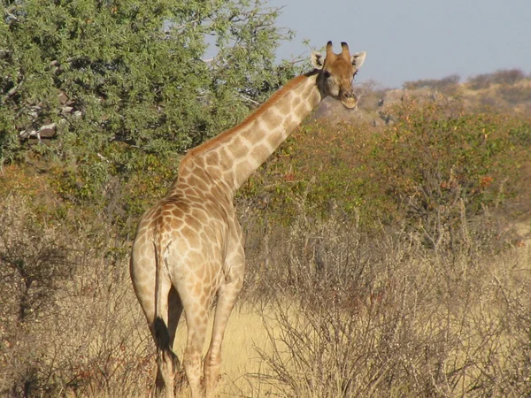 Namibia żyrafa zwrócił się do wyglądu — Zdjęcie stockowe