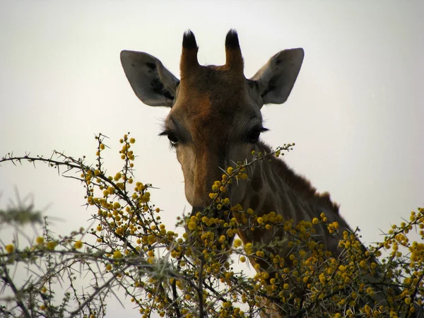 Namíbia girafa zoom rosto — Fotografia de Stock