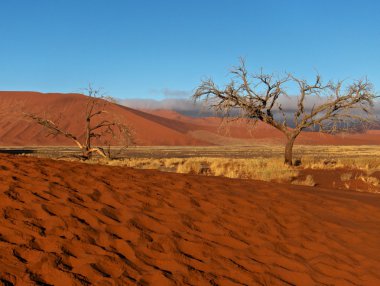 Namibya namib tepeleri ve ağaç