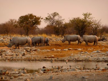 Namibya etkin Milli Parkı gergedanlar