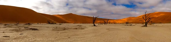 Namibische woestijn Namib duinen en bomen panoramisch meer gedroogd — Stockfoto
