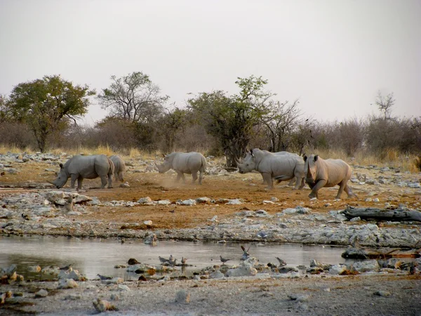 Namíbia Parque Nacional de Etosha Rhinos — Fotografia de Stock