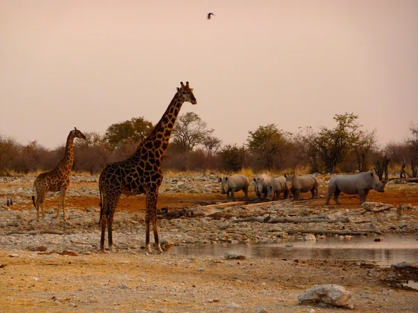 Namibia Etosha National Park Rhinos and Giraffe — Stock Photo, Image