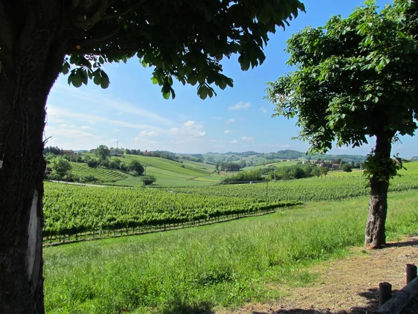 Vineyard hills view — стоковое фото