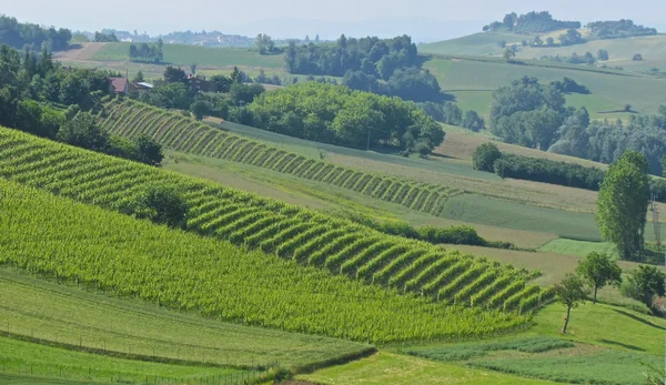 Vineyard hills view — стоковое фото