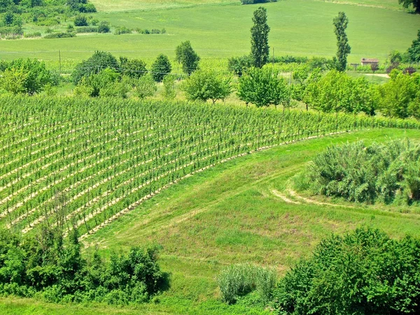 Вид на виноградники с холма — стоковое фото
