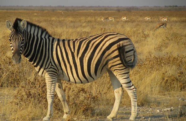 Намибия Зебре смотрит на тебя — стоковое фото