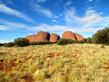 Avustralya Outback Olgas ağaç ve çalı