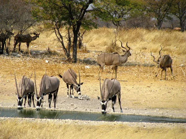 Namibië National Park Oryx — Stockfoto