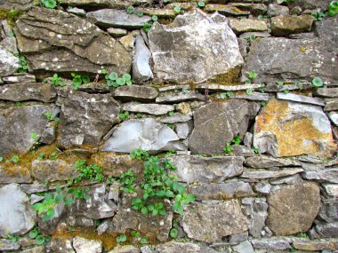 Fide ile taş duvar arka plan