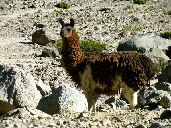 Peru Lama tittar på dig — Stockfoto