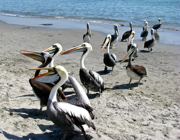 Perú pelícanos en la playa — Foto de Stock