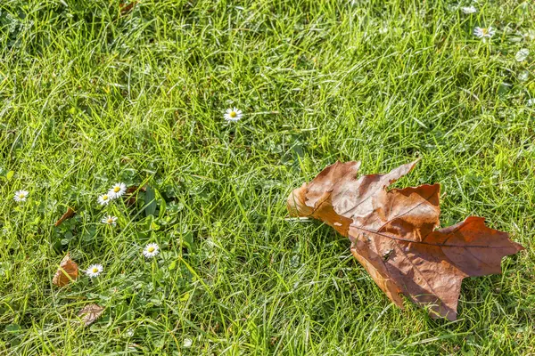 Sarı sonbahar yaprak yeşil papatya sahada