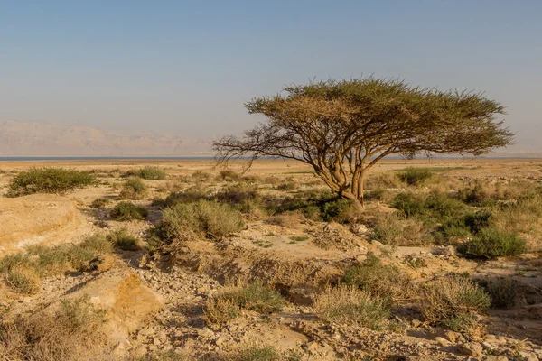 Çöldeki yalnız ağaç.